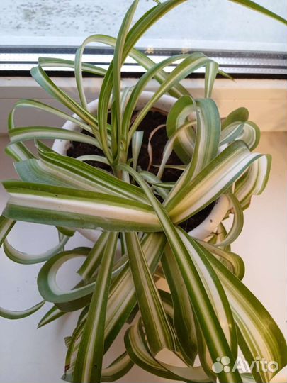 Хлорофитум