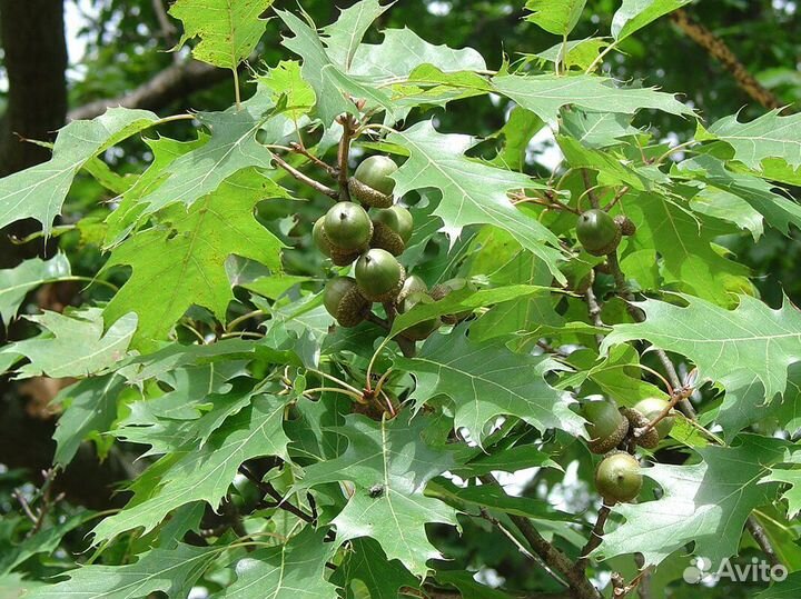 Дуб красный