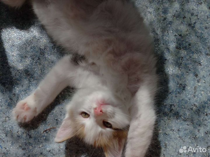 Котята в добрые руки бесплатно