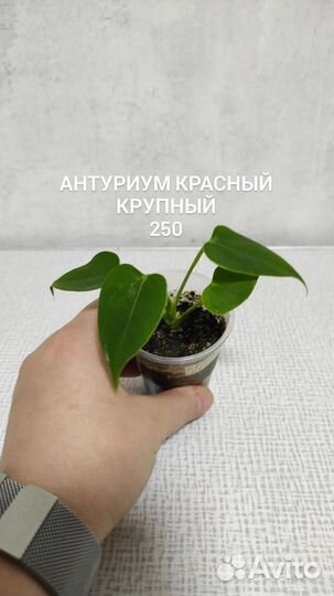 Женское счастье