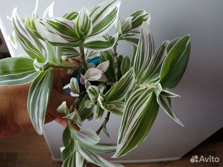 Традесканция