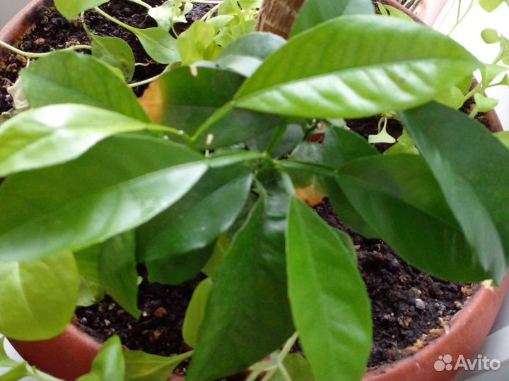 Лимон.Кактус.Опунция.Алоэ.Флорариум.Комнатные раст