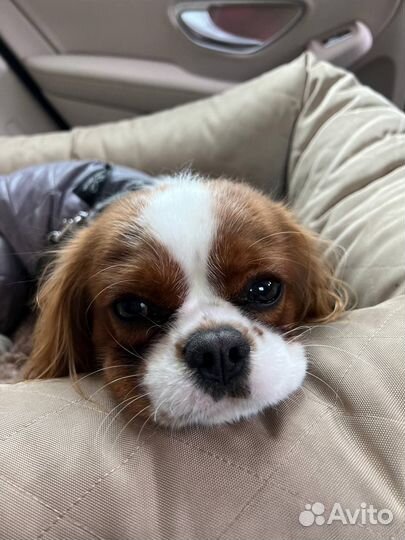 Вязка Кавалер Кинг чарльз спаниель