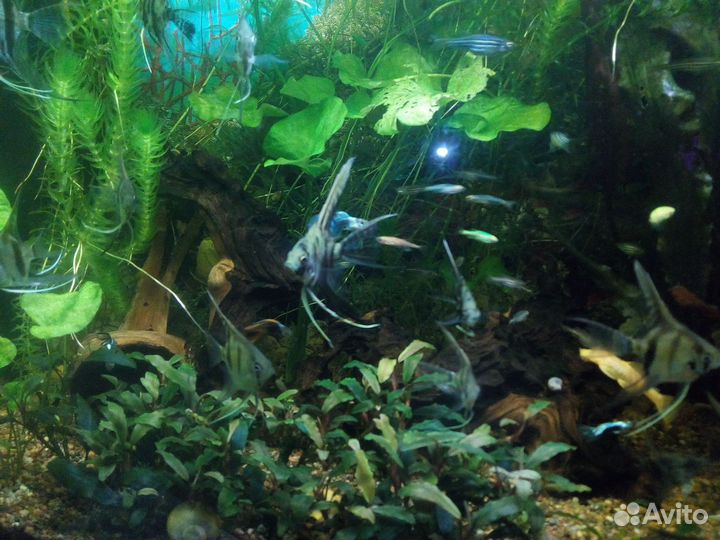 Мальки скалярий