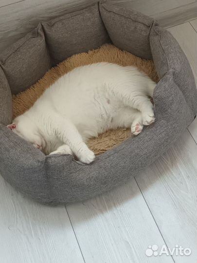 Кошечка в добрые руки