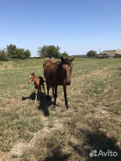 Продается лошадь