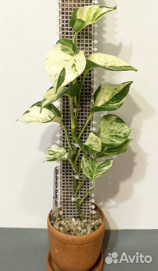 Тотемы, опоры для растений