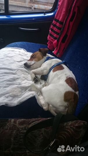 Вязка Джек Рассел терьер