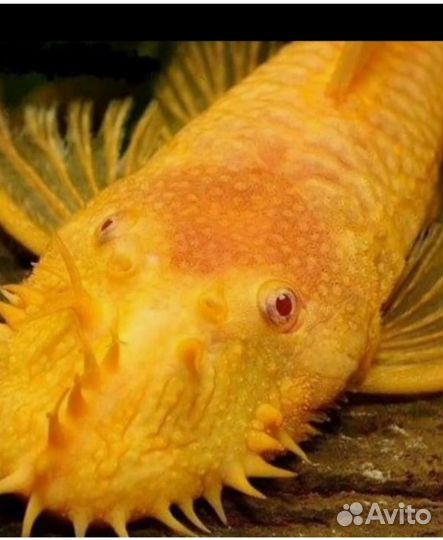 Анцитрусы Альбиносы Золотые, Звёздчатые