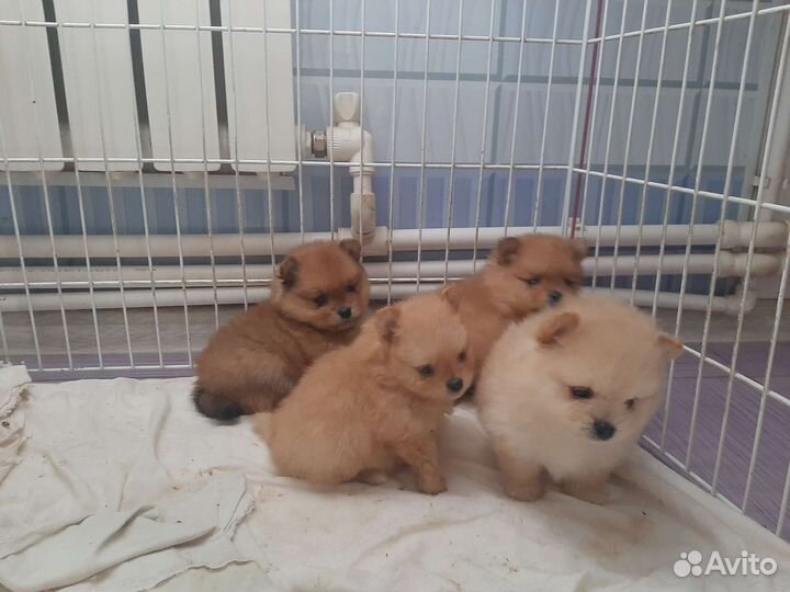 Миняшки Померашки