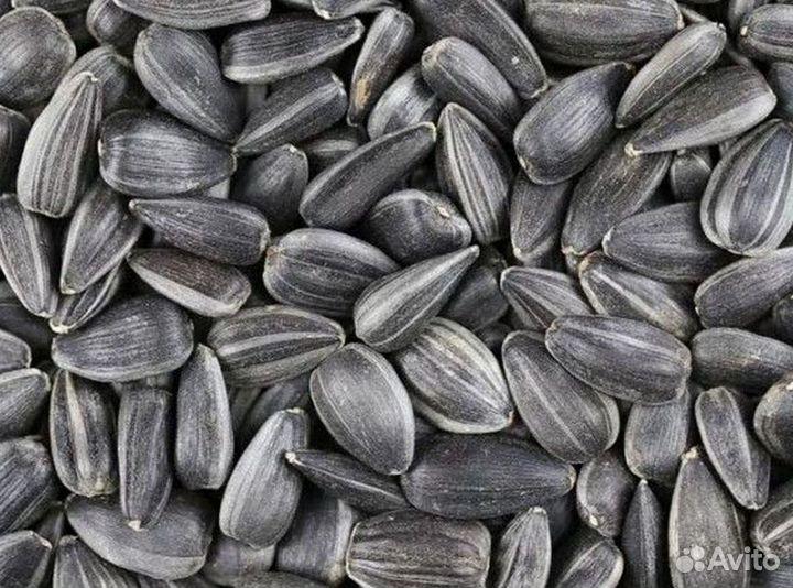 Доставка семян подсолнечника, кукурузы