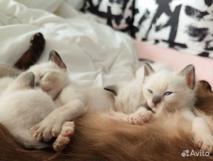 Тайские котята