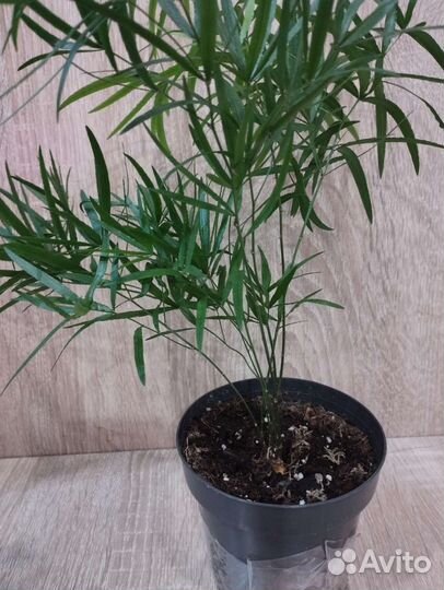 Аспарагус серповидный