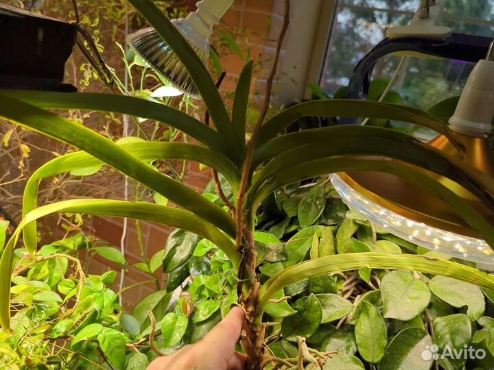 Архидеи Ванда