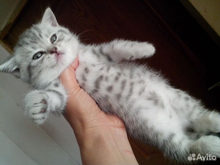 Клубные Британские котята