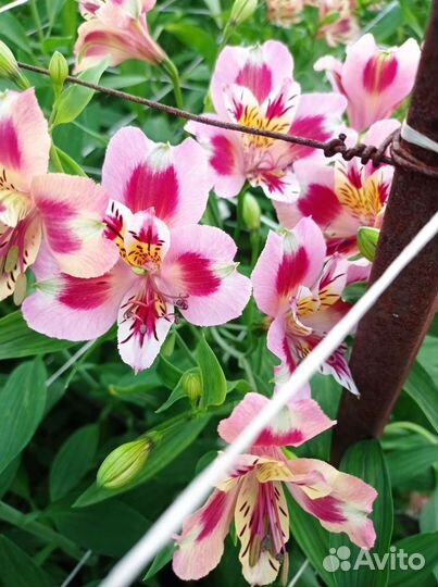 Альстромерия от производителя,оптом и в розницу