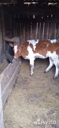 Корова, телочка