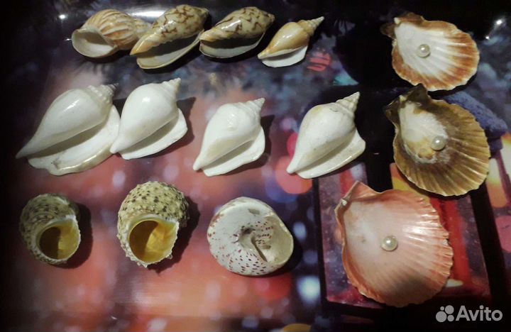 Морские раковины