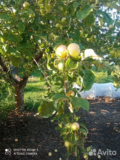 Слива 70 р, Яблоки дачные 40, мята