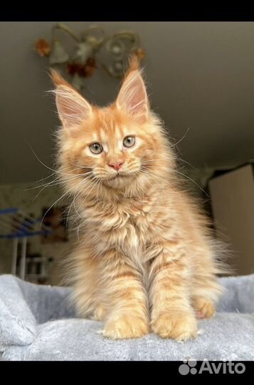 Котята мейн-кун