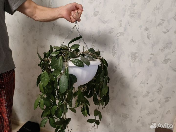 Хойя - восковой плющ