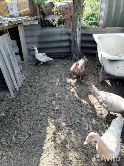 Индоутята тяжёлой линии разных возрастов