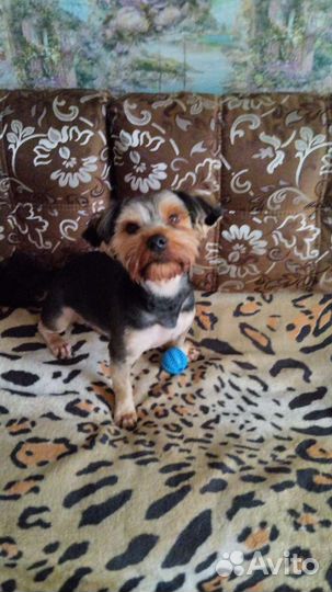 Вязка Йорк Бивер стандарт 10кг