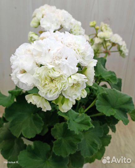 Пеларгония