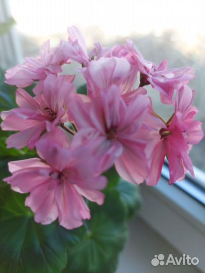 Герань пеларгония цветущая