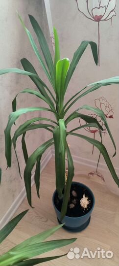 Фикус, пальма юкка