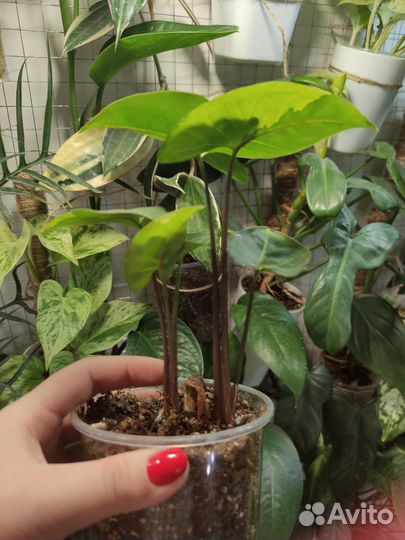 Сингониум панда,моттлед ароухед,сциндапсус дарк