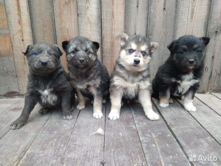 Собака в добрые руки отдам бесплатно