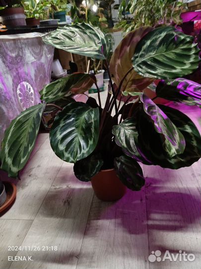 Орхидеи калатеи и другие растения