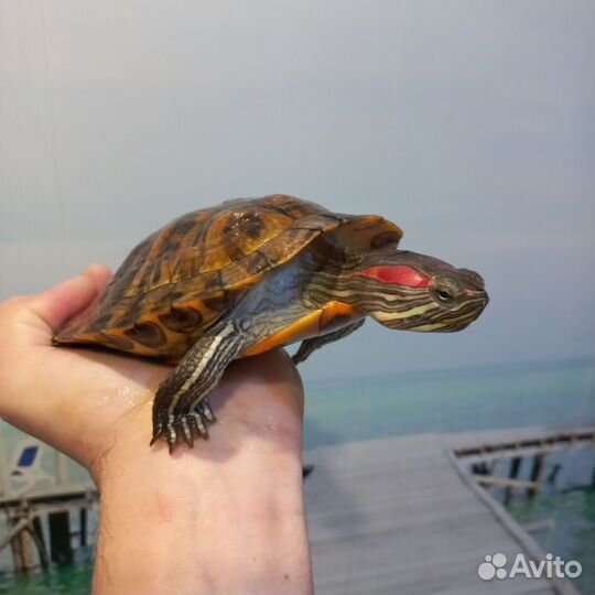 Красноухая черепаха