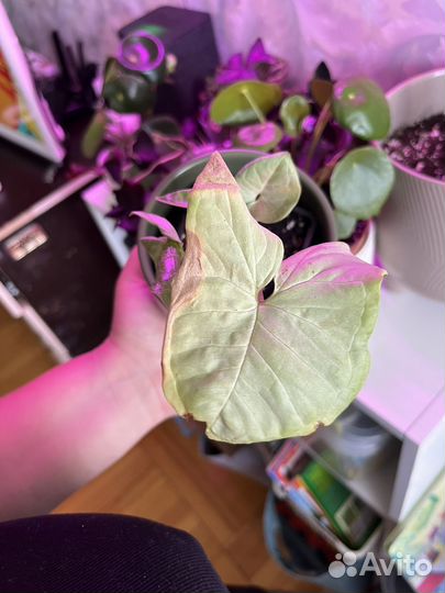 Комнатные цветы