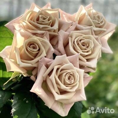 Букет из роз Menta Премиум 50 см