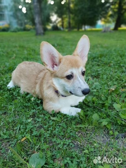 Щенки вельш-корги (коржики)