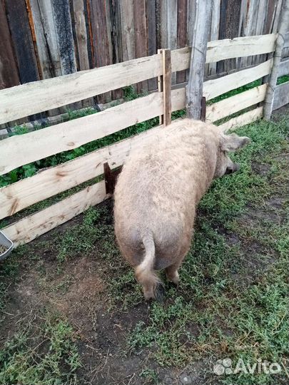 Хряк Венгерская мангалица