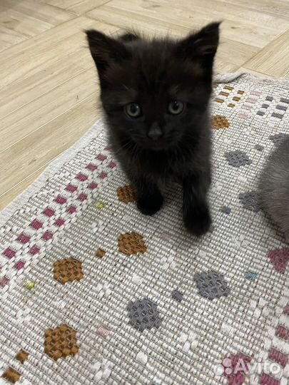 Котята бесплатно