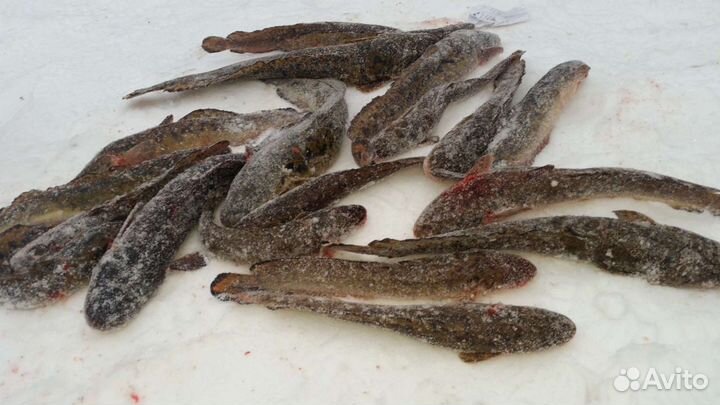 Свежая рыба Налим