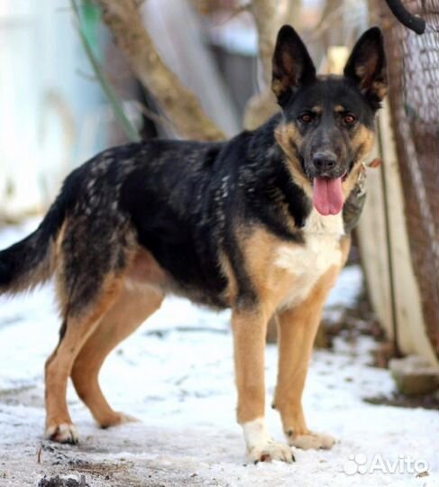 Зена ищет дом