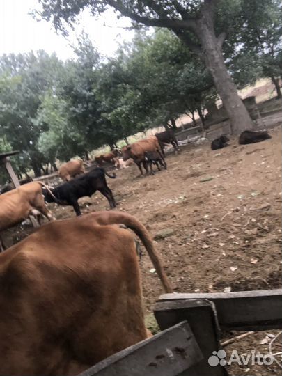 Стадо коров