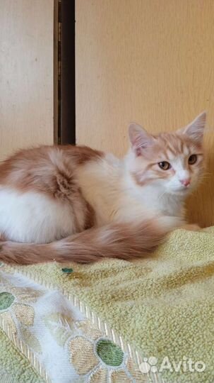 В добрые руки