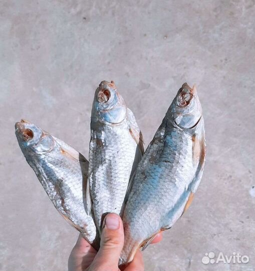 Астраханская вобла