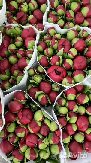 Пионы букет 101