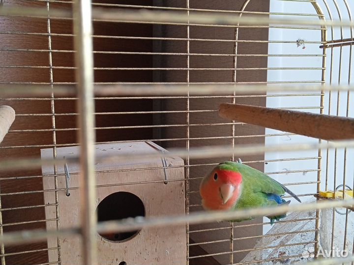 Неразлучник попугай