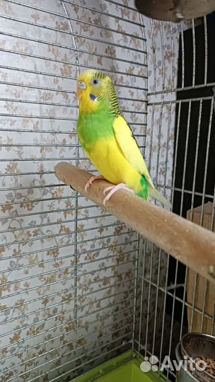 Попугай волнистый