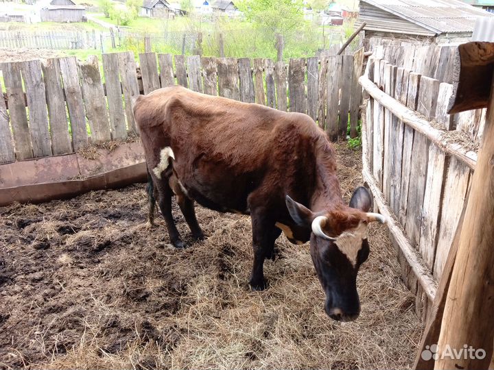 Продам корову