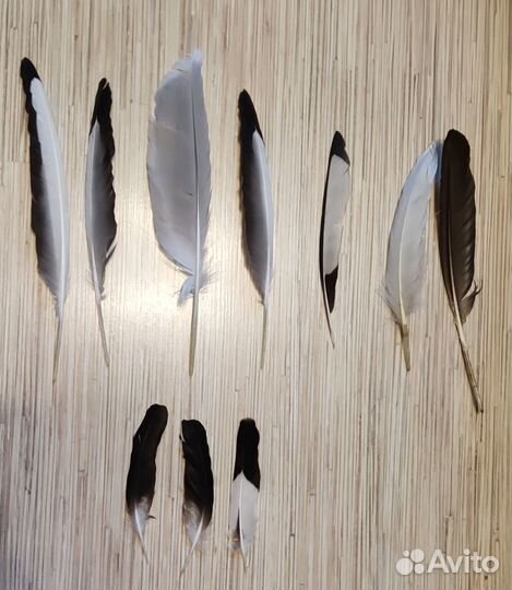 Перья диких птиц