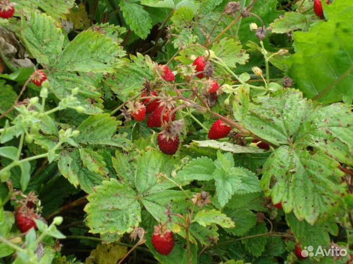 Пионы,калина Бульдонеж,сирень,крыжовник,земляника